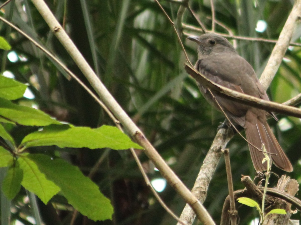 Cinnamon-vented Piha - Miguel  Magro