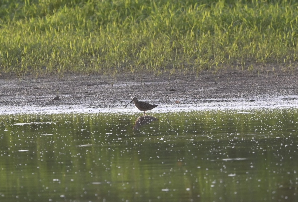 Short-billed Dowitcher - ML621307151