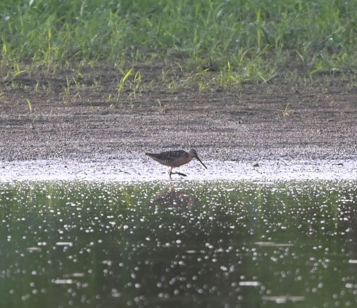 Short-billed Dowitcher - ML621307155