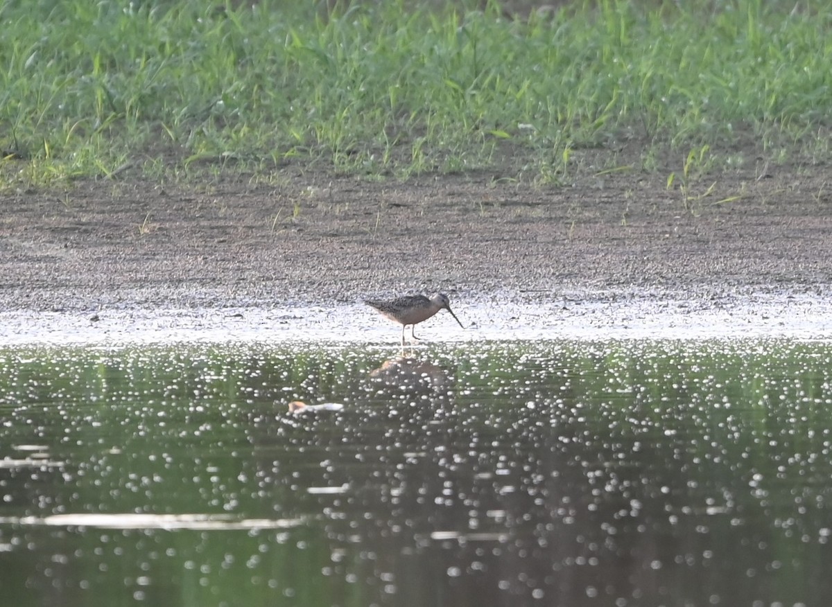 Short-billed Dowitcher - ML621307159