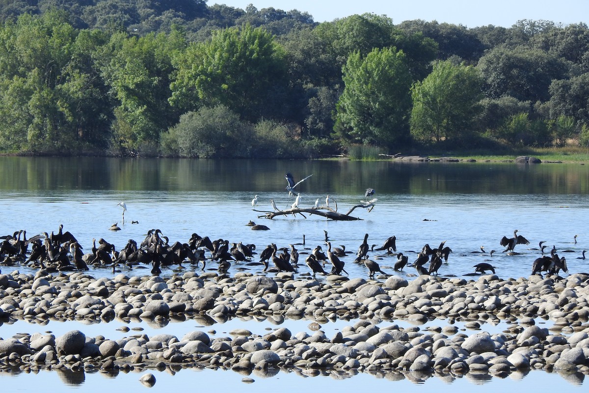 Great Cormorant - César San Segundo Ontín