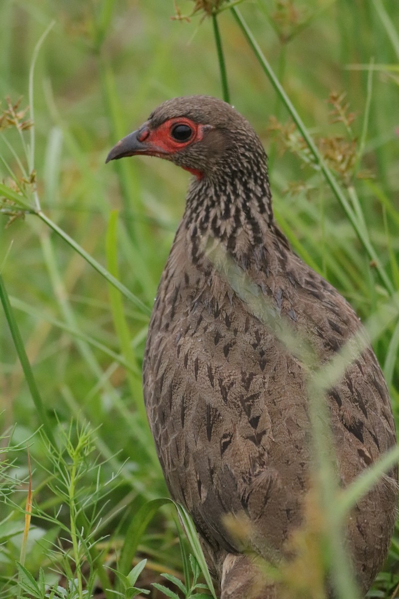 Swainson's Spurfowl - ML621307465