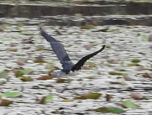 Little Pied Cormorant - Suzanne Foley