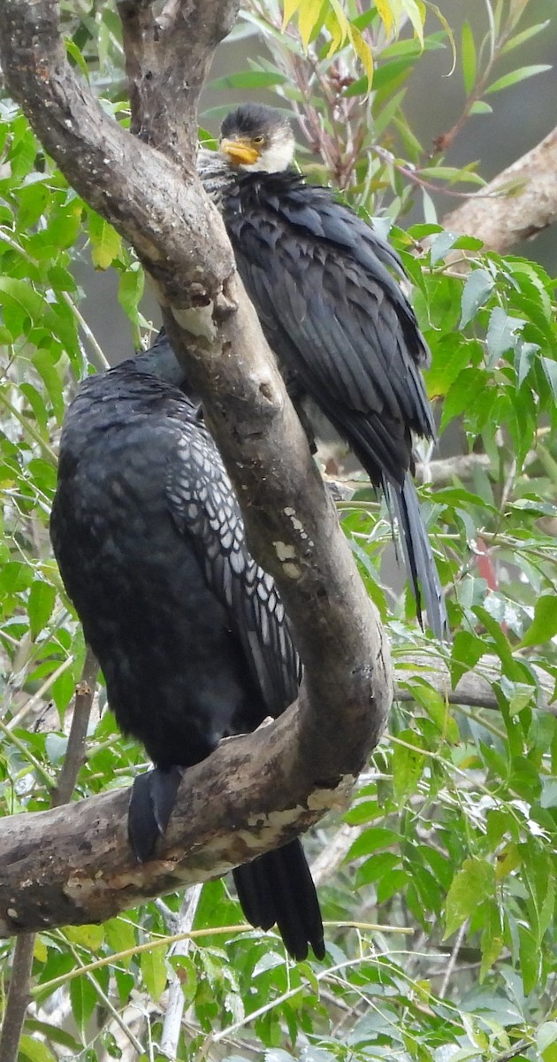 Little Pied Cormorant - Suzanne Foley