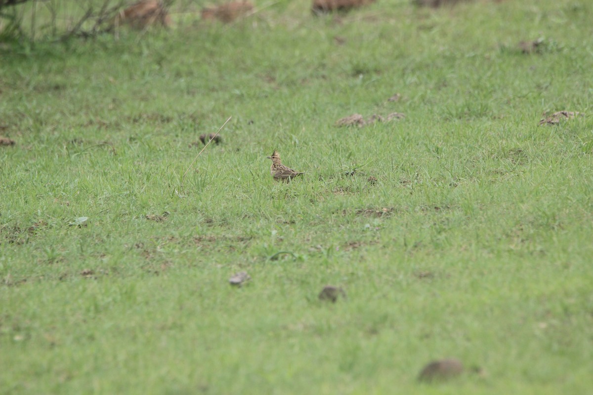 Oriental Skylark - ML621307494