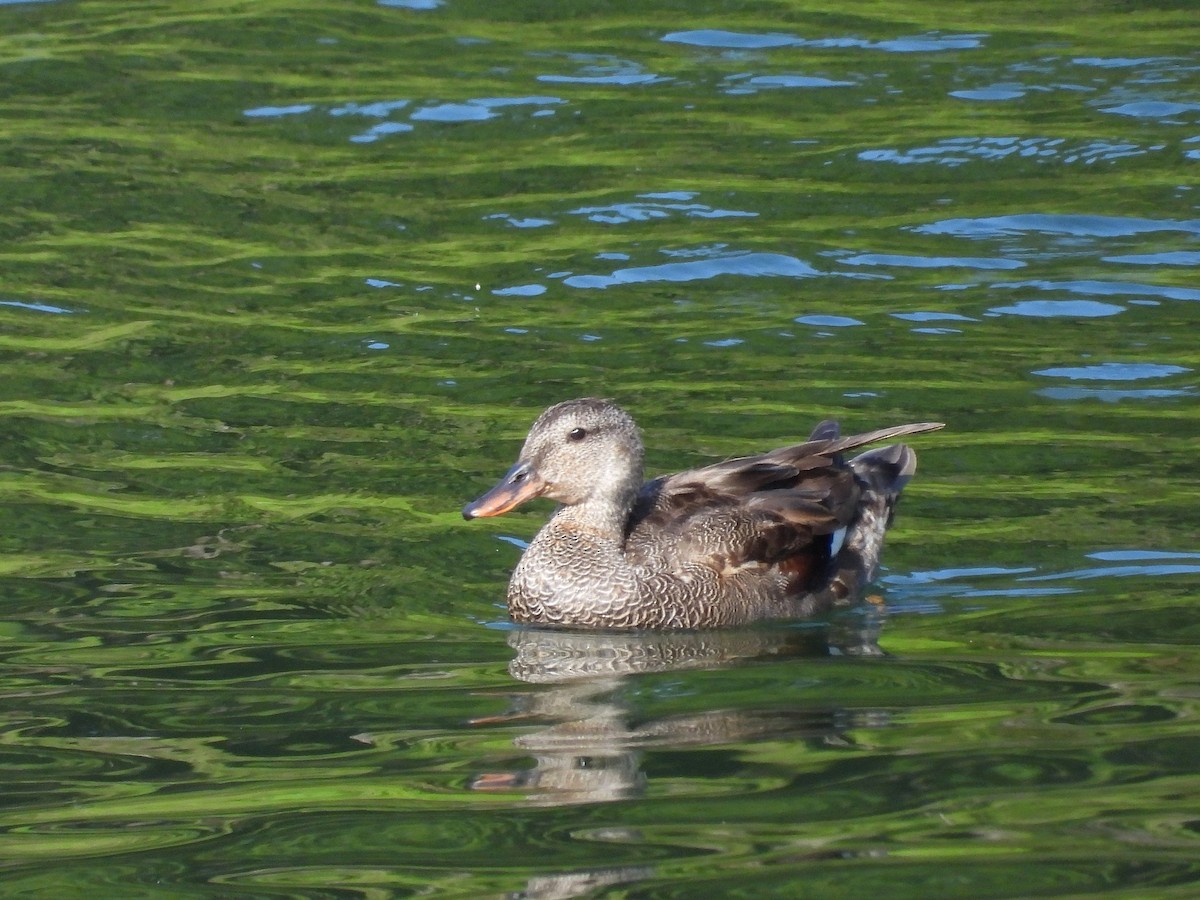 Gadwall - ML621307541