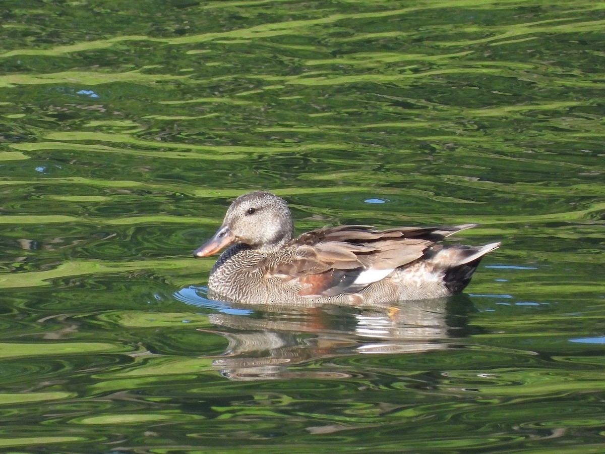 Gadwall - ML621307542