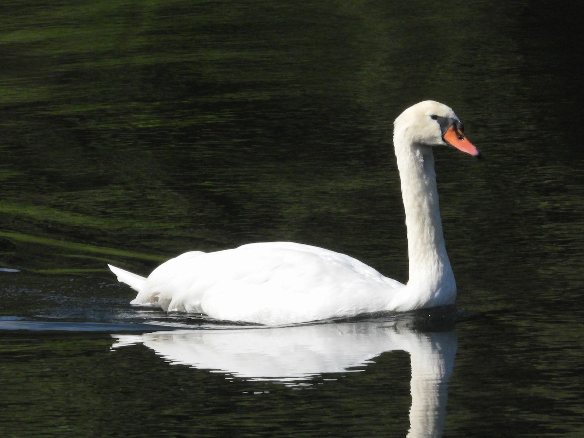 Mute Swan - ML621307549