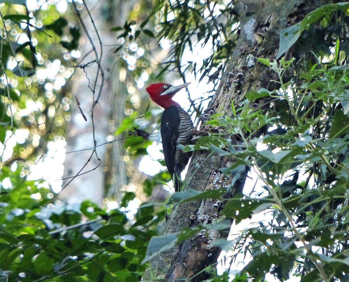 Robust Woodpecker - ML621307559