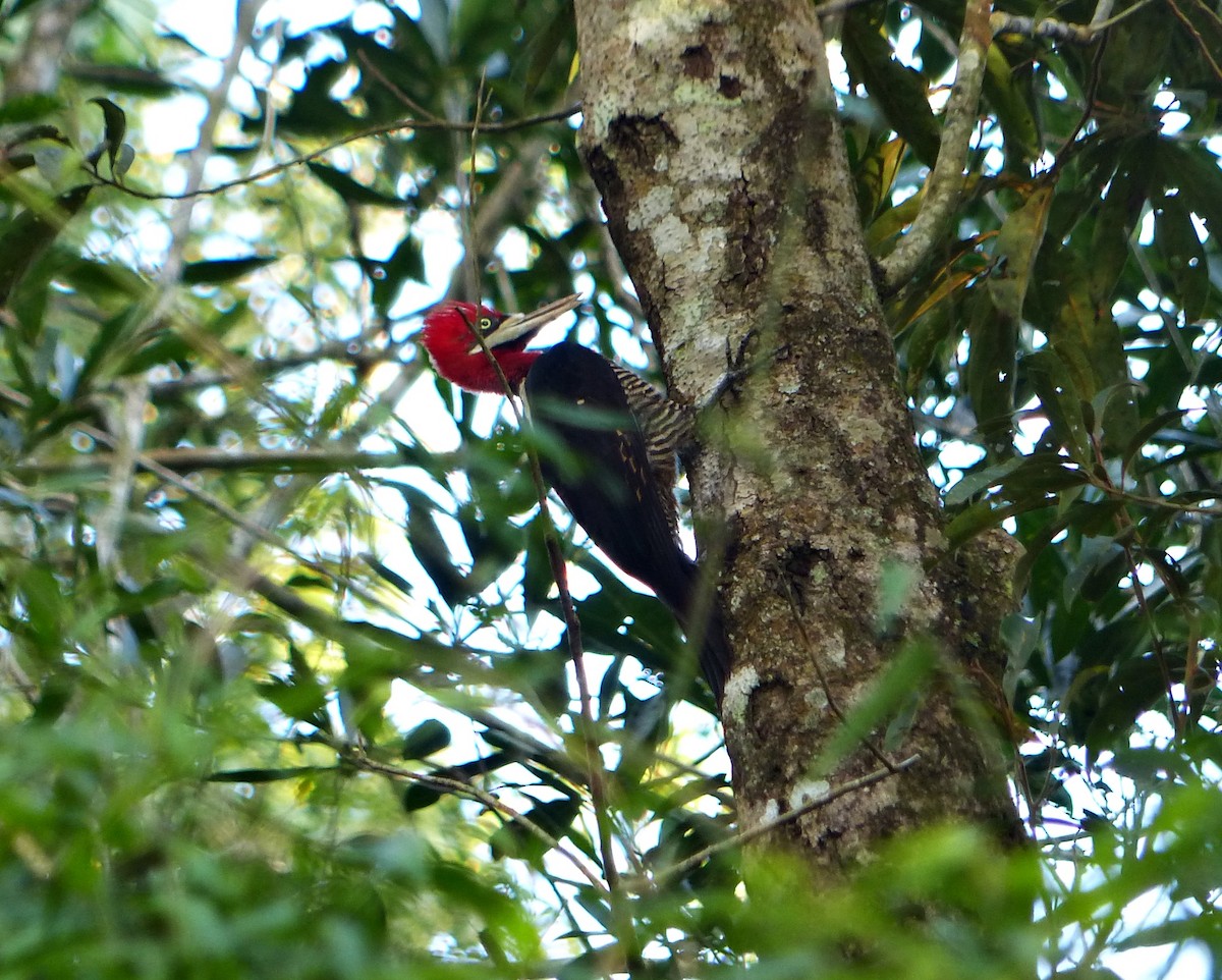 Robust Woodpecker - ML621307560