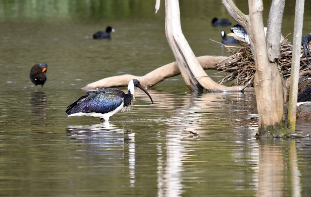 Straw-necked Ibis - ML621307562