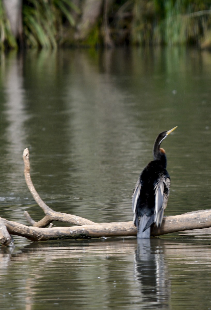 Australasian Darter - ML621307573