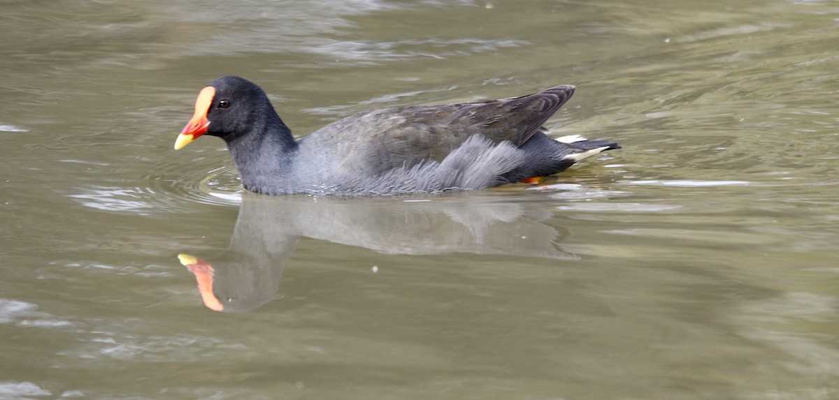 Dusky Moorhen - ML621307591