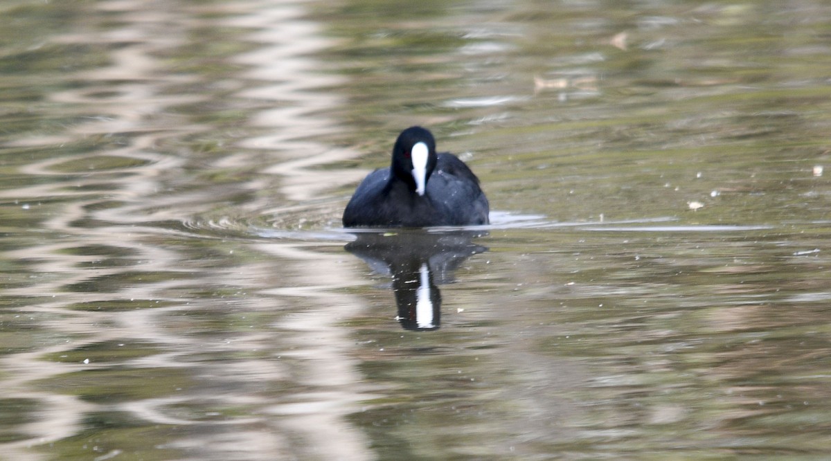 Eurasian Coot - ML621307598