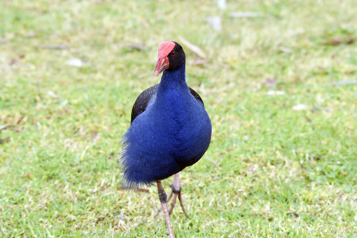 Australasian Swamphen - ML621307601