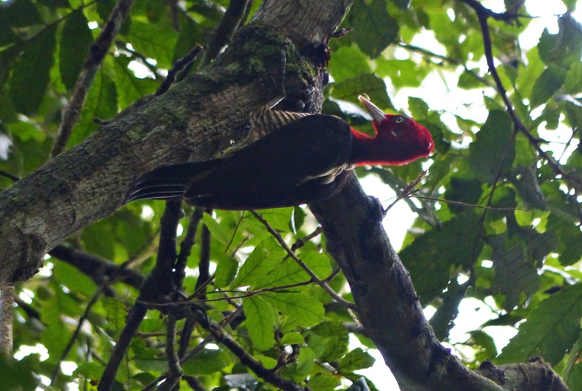 Robust Woodpecker - Carlos Schmidtutz