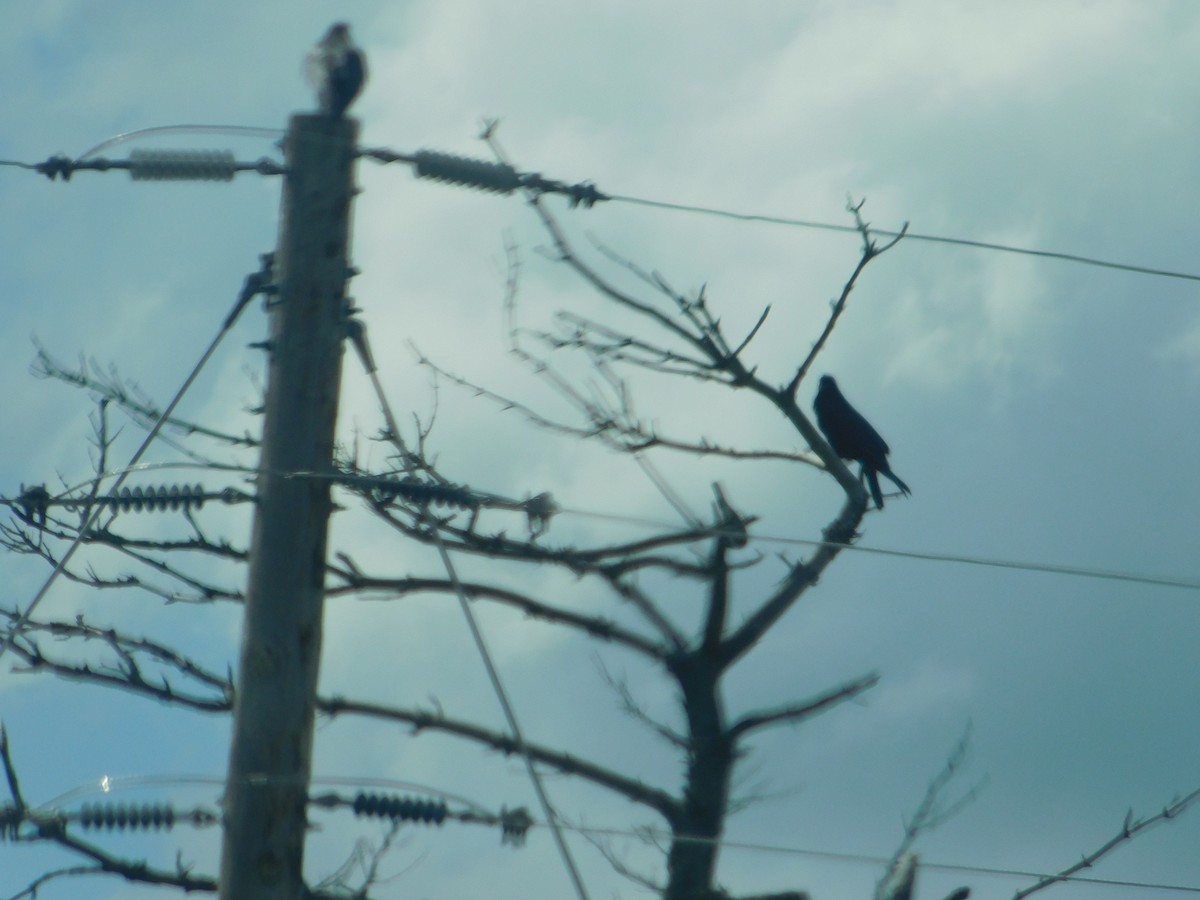 Common Raven - ML621307657