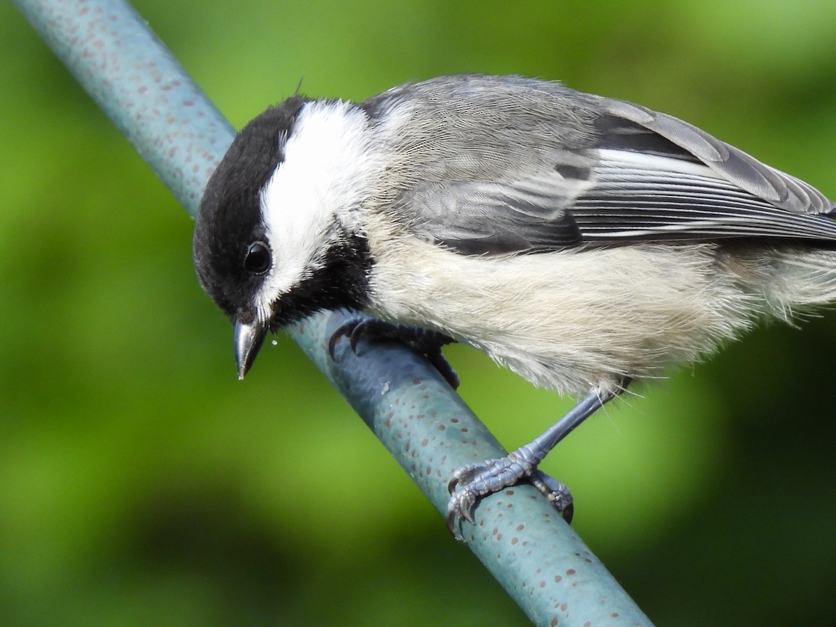 Black-capped Chickadee - ML621307680