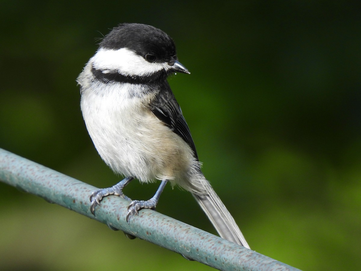 Black-capped Chickadee - ML621307681