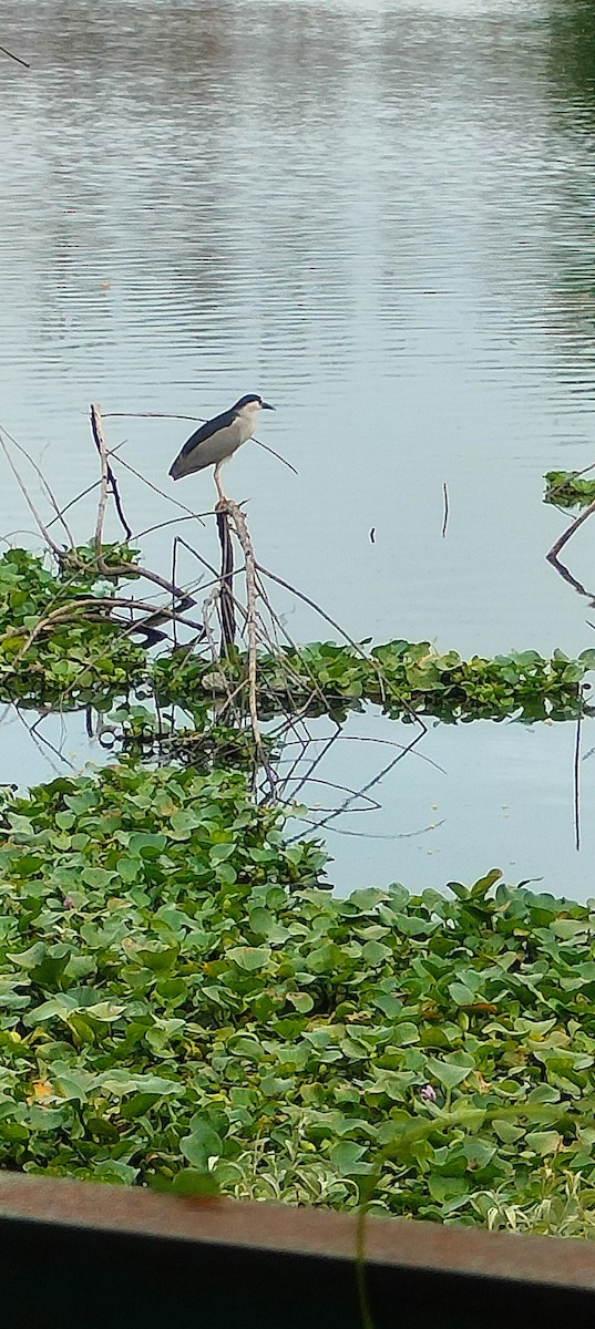 Black-crowned Night Heron - ML621307770