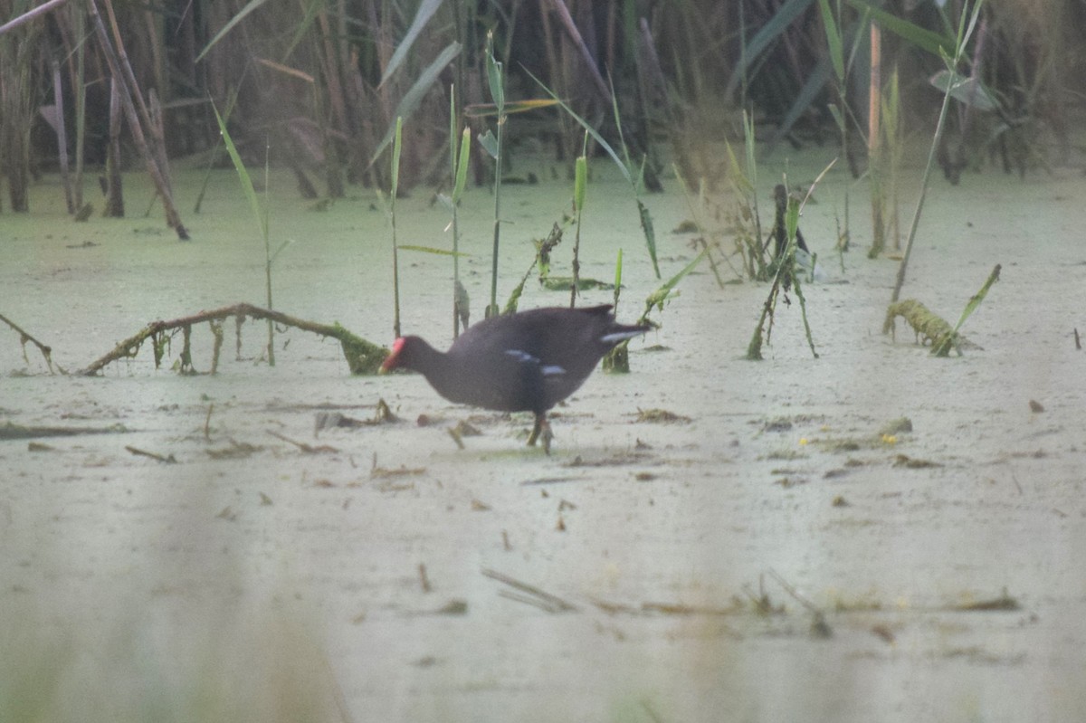 eBird Checklist - 9 Jul 2024 - Stakeout Common Gallinule, Deborah Lane ...