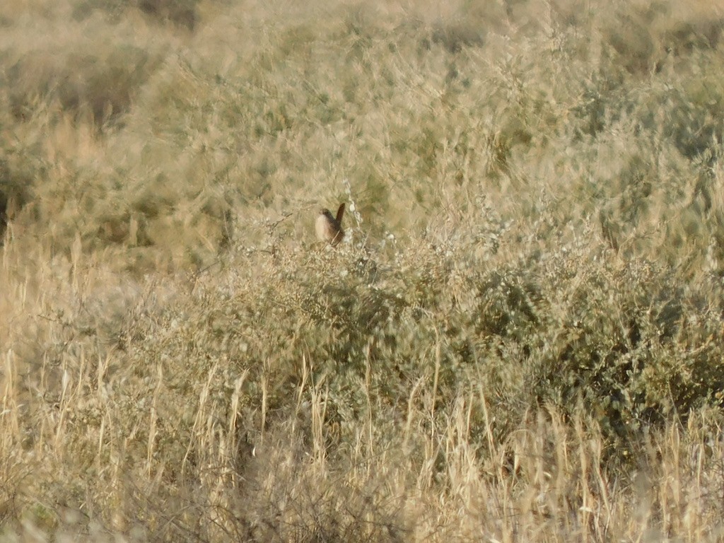 Thick-billed Grasswren - ML621307993