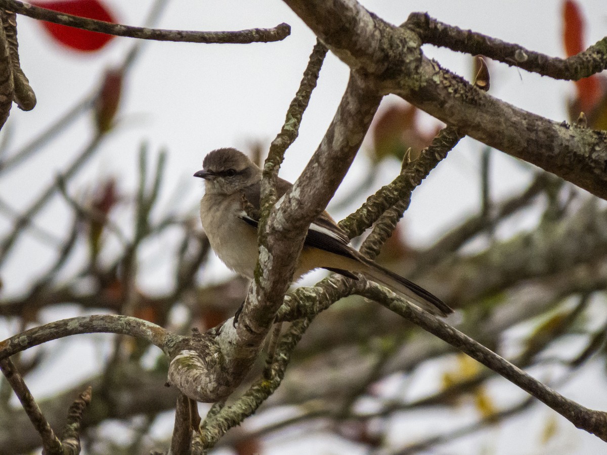 White-banded Mockingbird - ML621308000