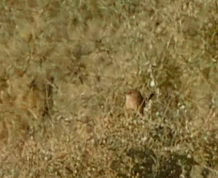 Thick-billed Grasswren - ML621308005