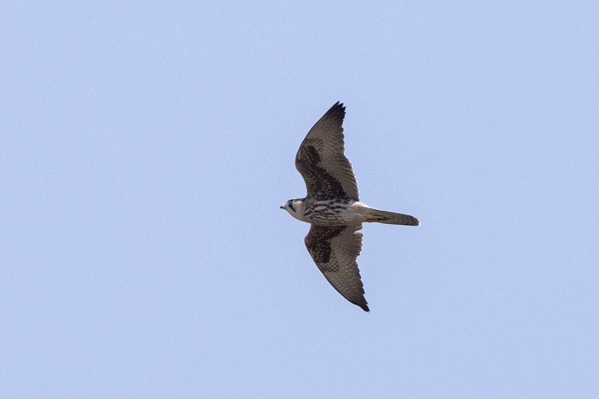 Lanner Falcon - ML621308007