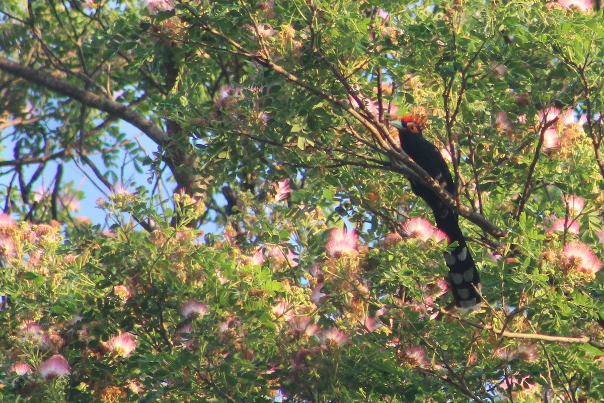 Red-crested Malkoha - ML621308061