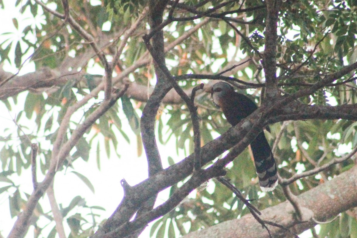 Scale-feathered Malkoha - ML621308062