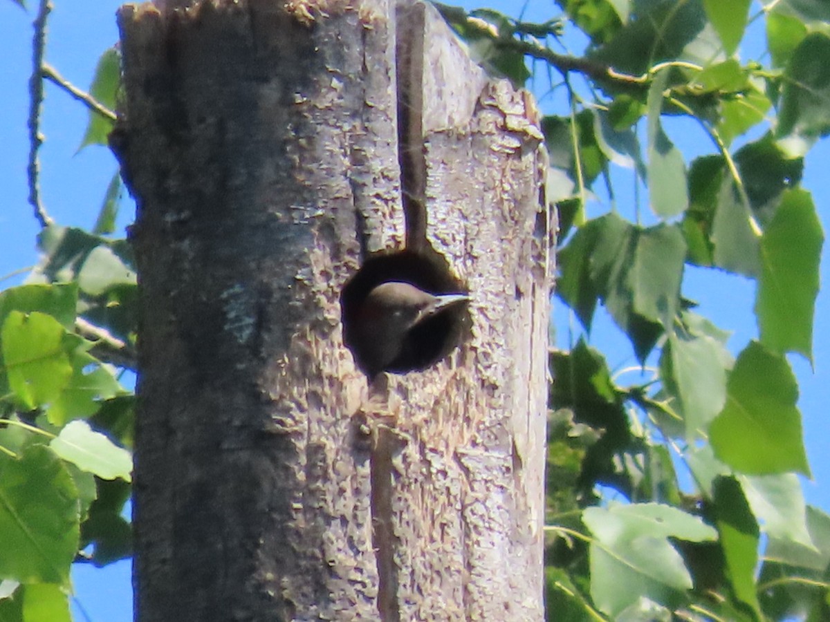 Northern Flicker (Yellow-shafted) - ML621308094