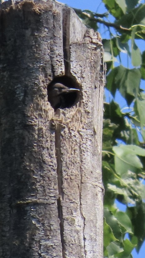 Northern Flicker (Yellow-shafted) - ML621308095