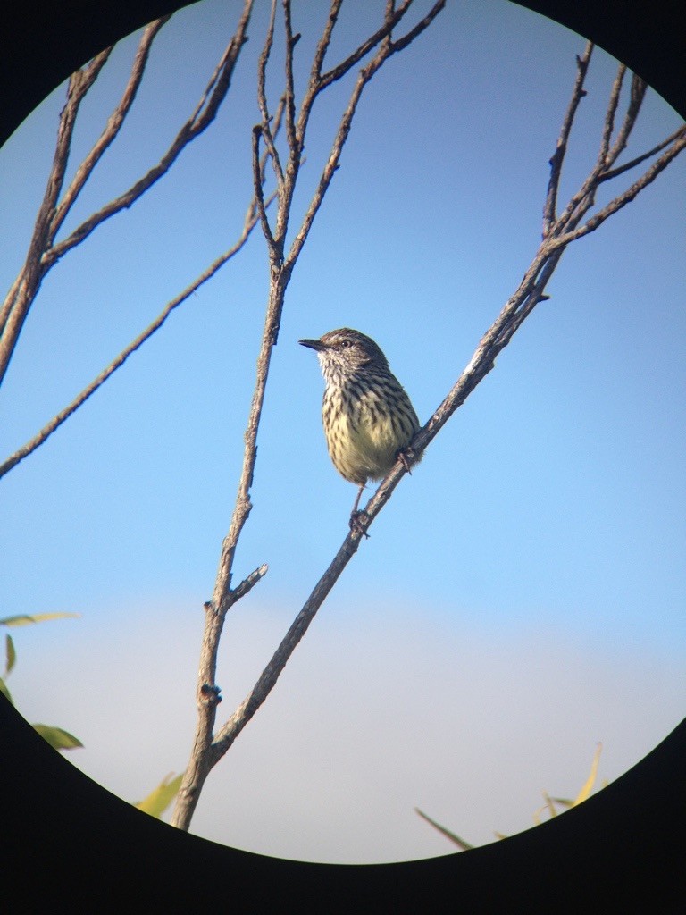 Western Fieldwren - Jordan Webber