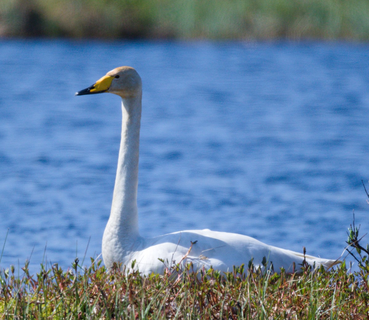 Whooper Swan - Jörg Knocha