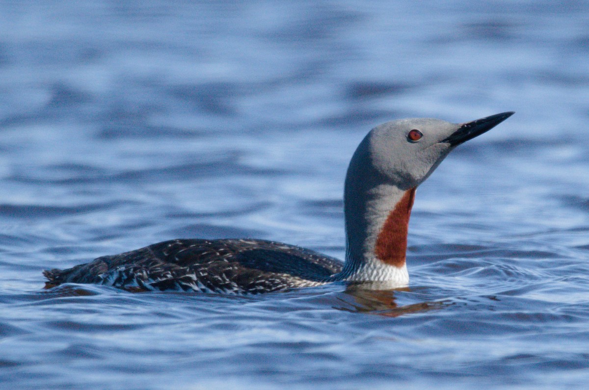 Red-throated Loon - Jörg Knocha