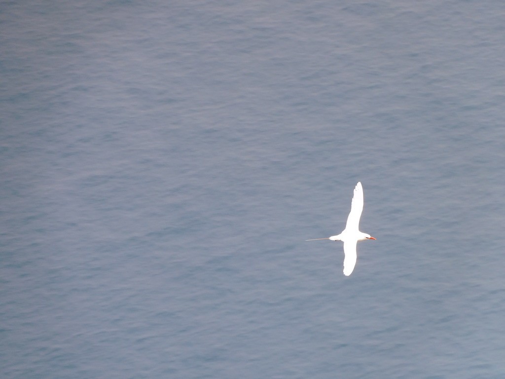 Red-tailed Tropicbird - ML621308228