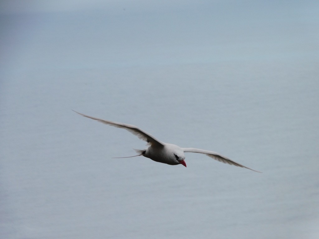 Red-tailed Tropicbird - ML621308251