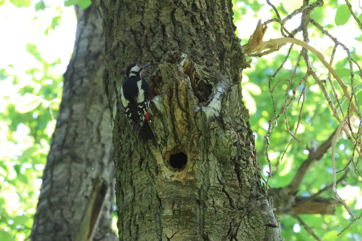 Great Spotted Woodpecker - ML621308370