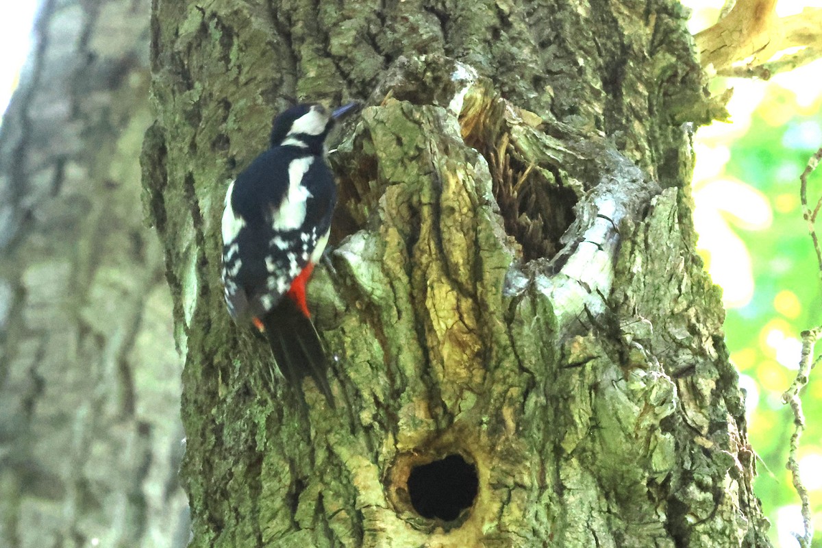 Great Spotted Woodpecker - Mei-Luan Wang