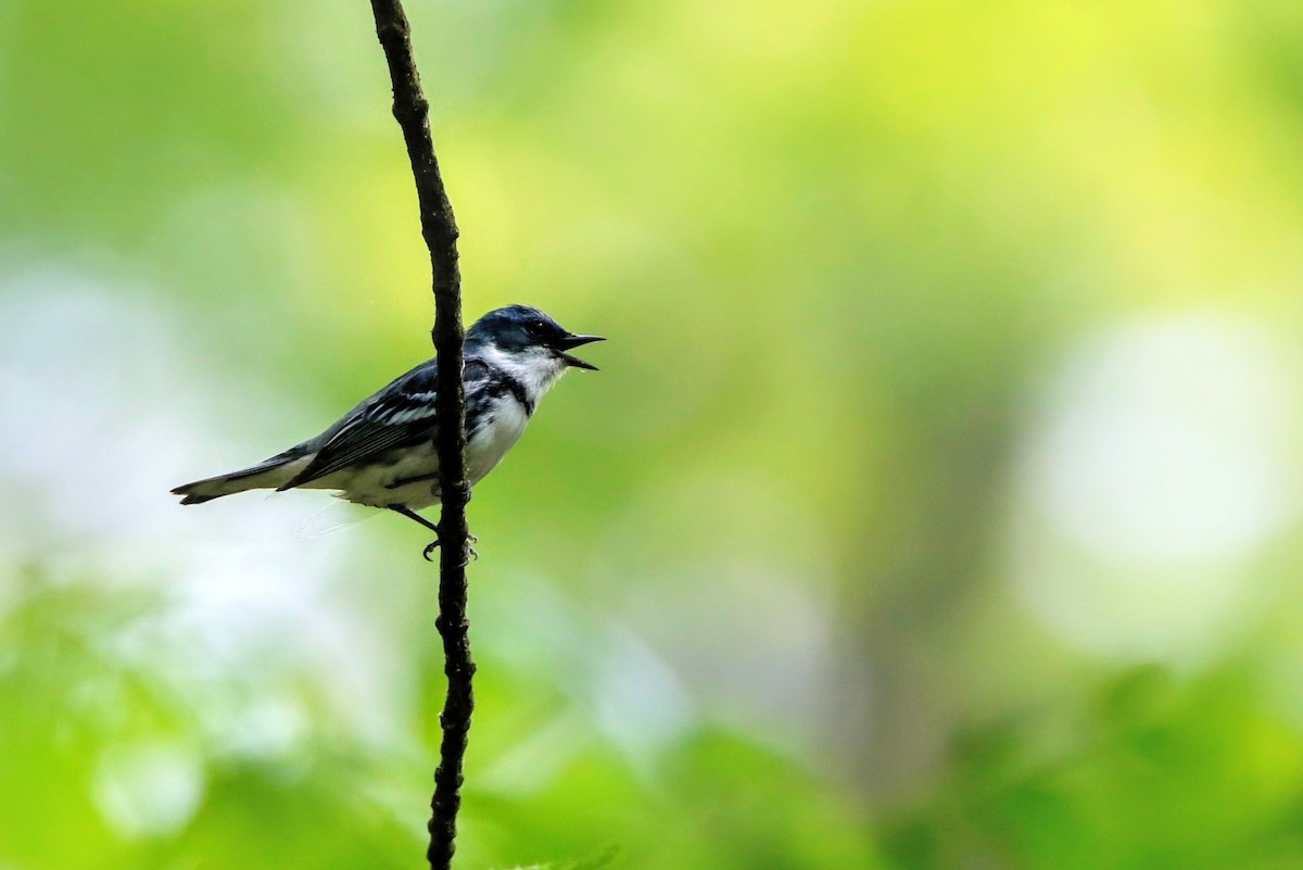 Cerulean Warbler - ML621308432