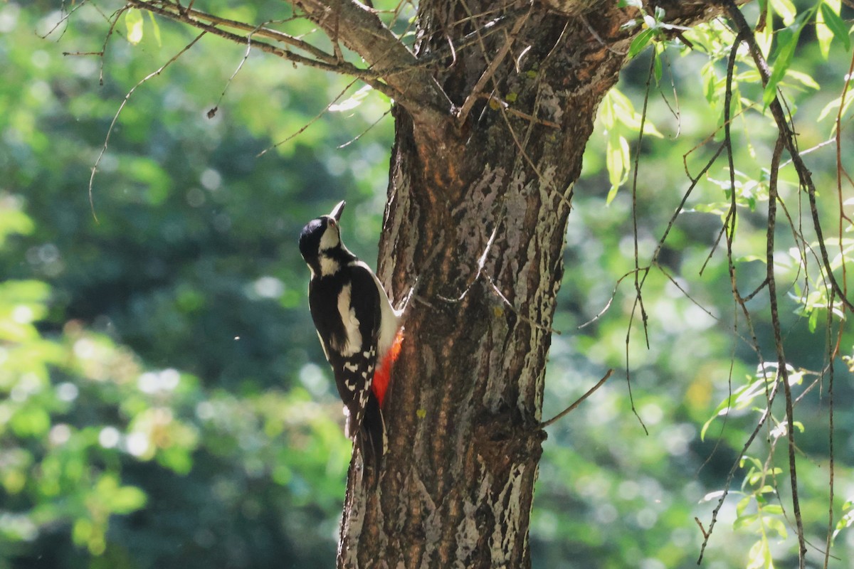 Great Spotted Woodpecker - ML621308534