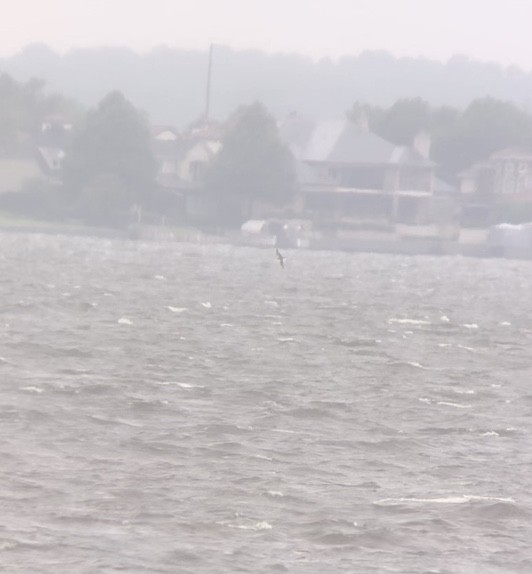Wedge-tailed Shearwater - ML621308655