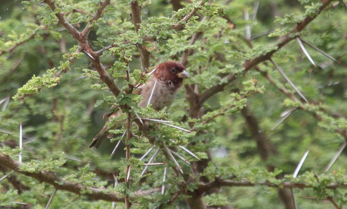 Chestnut Sparrow - ML621308699