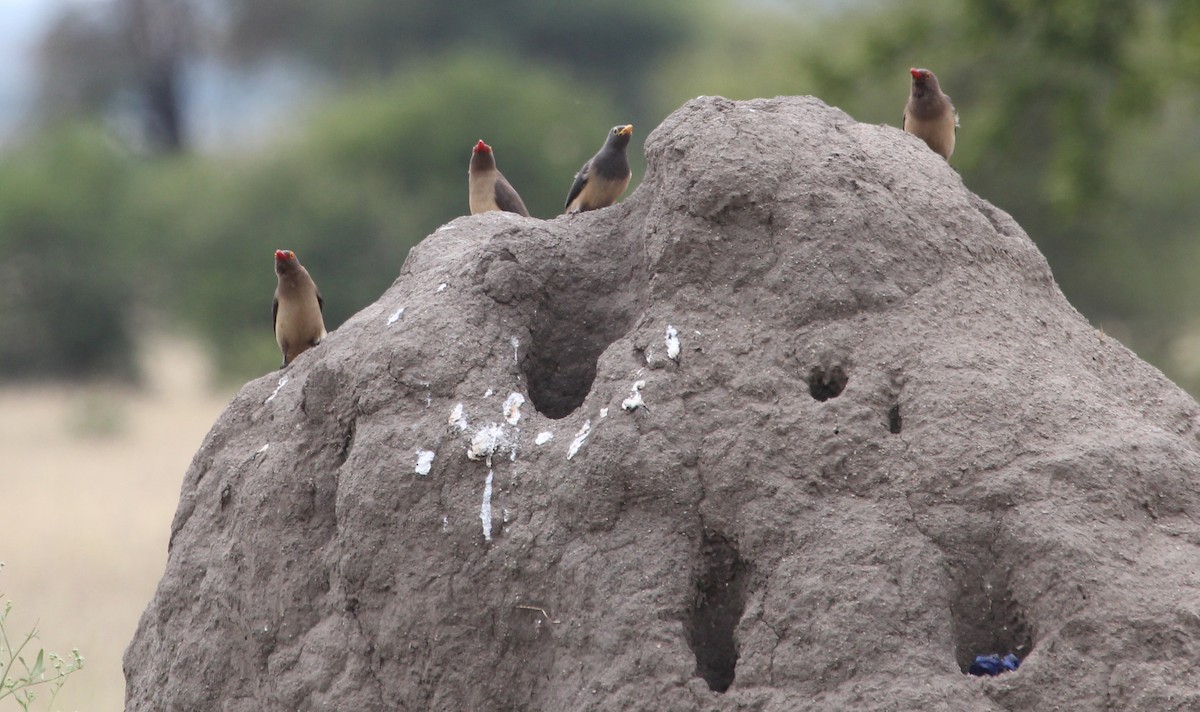 Red-billed Oxpecker - ML621308704