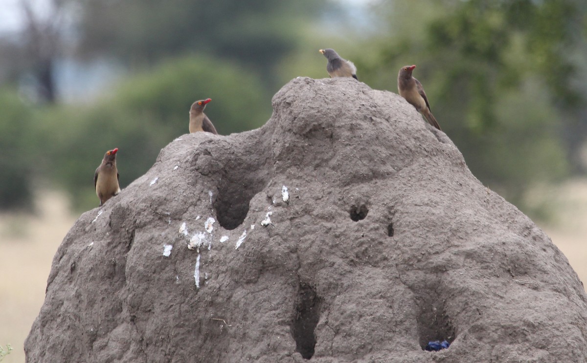 Red-billed Oxpecker - ML621308705