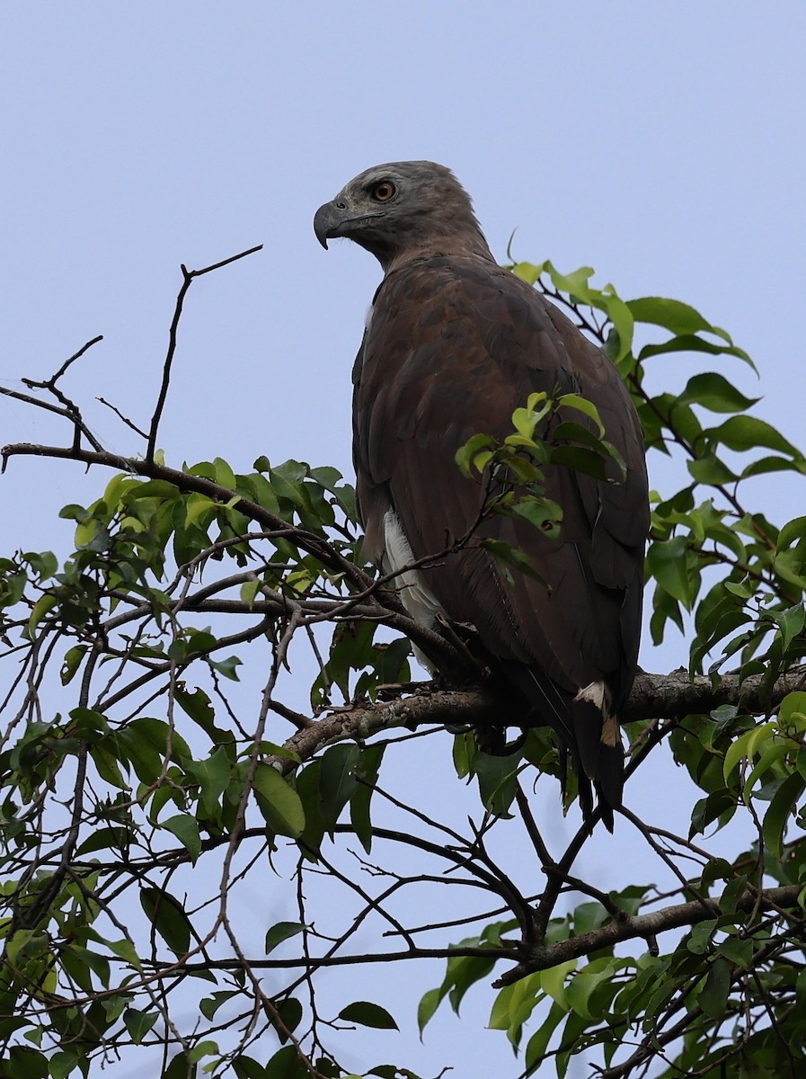 Gray-headed Fish-Eagle - ML621308748