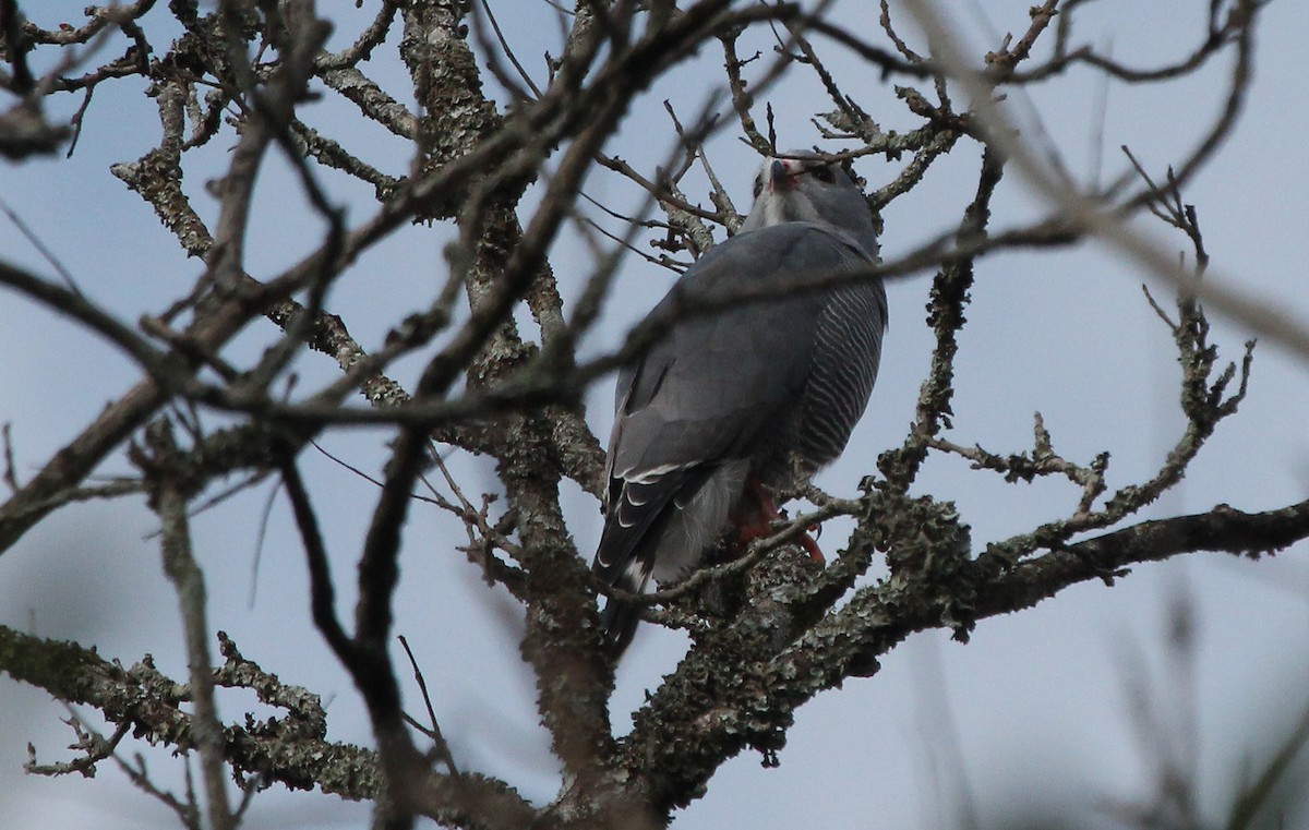 Lizard Buzzard - ML621308766