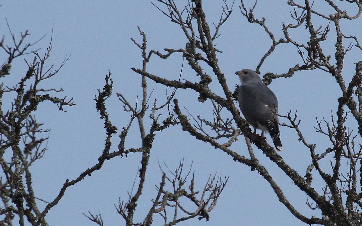 Lizard Buzzard - ML621308767