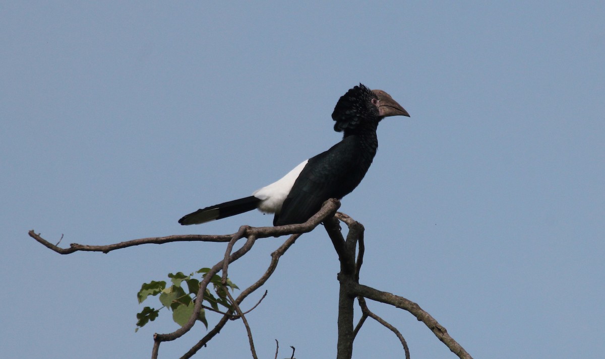 Silvery-cheeked Hornbill - ML621308772